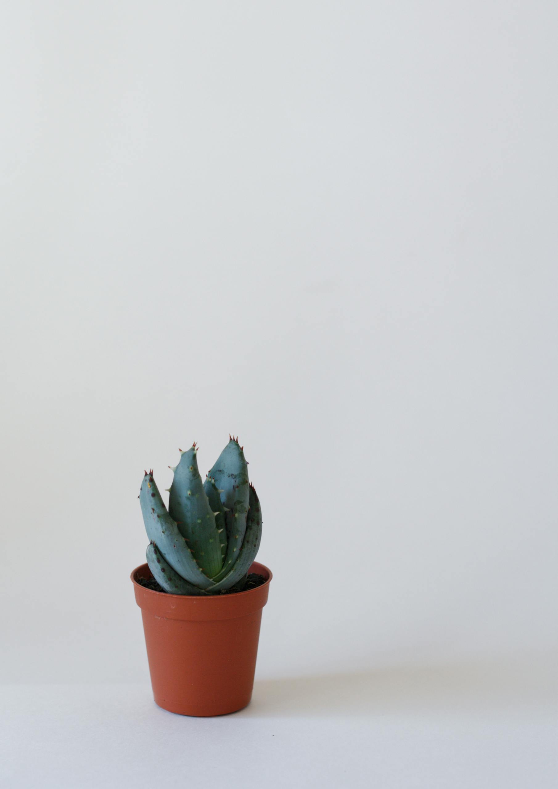 Simple minimalist shot of a succulent plant in a terracotta pot against a white backdrop.